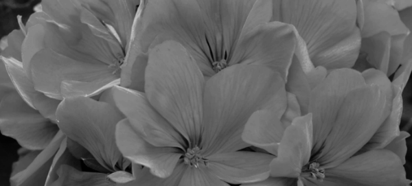 칼리오페 다크 로즈