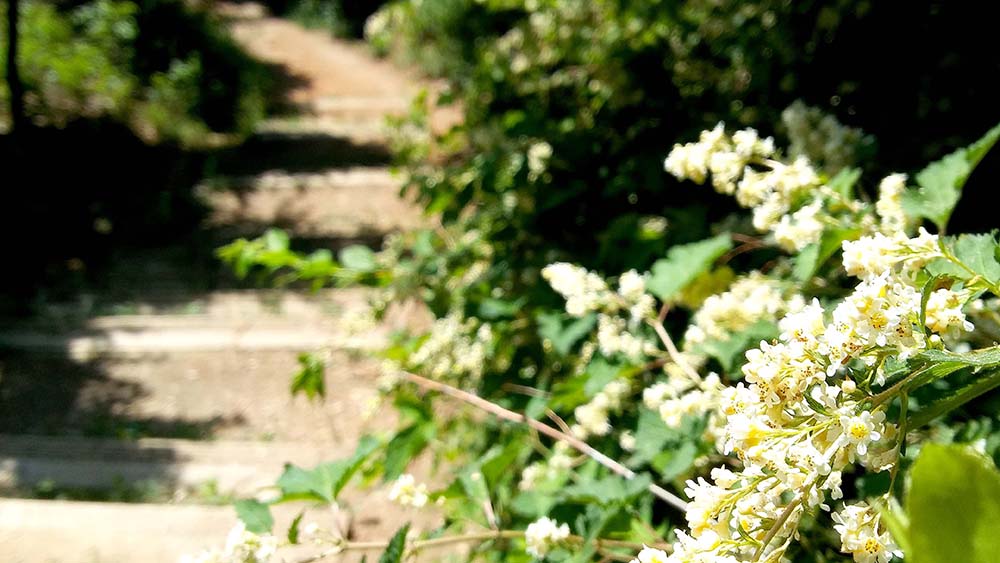 봉산·앵봉산 꽃