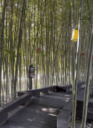 6월 전국 등나무꽃 명소 TOP 5