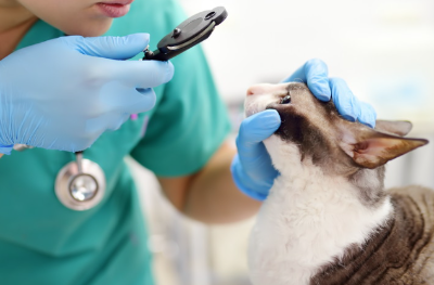 진료 받는 고양이