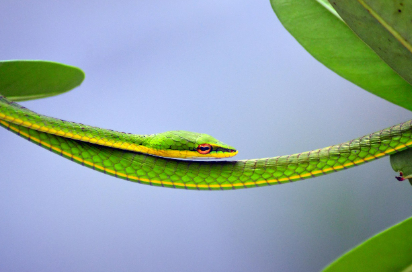 2025년 5월 뱀띠 운세