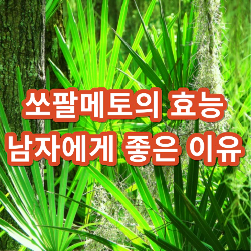 쏘팔메토의-효능-부작용-남자에게-좋은이유