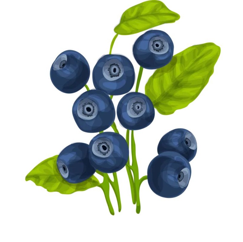 블루베리 효능 부작용