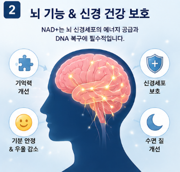 비타민b3-효능-나이아신-음식-영양제-추천