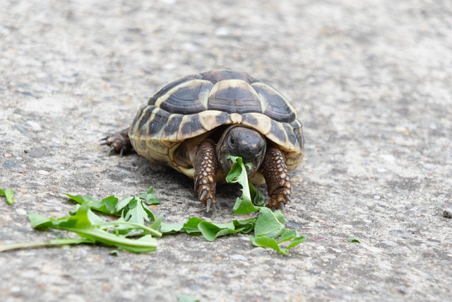 과일과 채소를 먹는 파충류를 위한 영양가 높은 식단 구성법