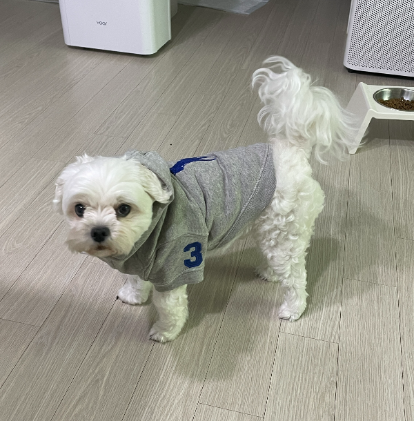 폴로 반려견 후디