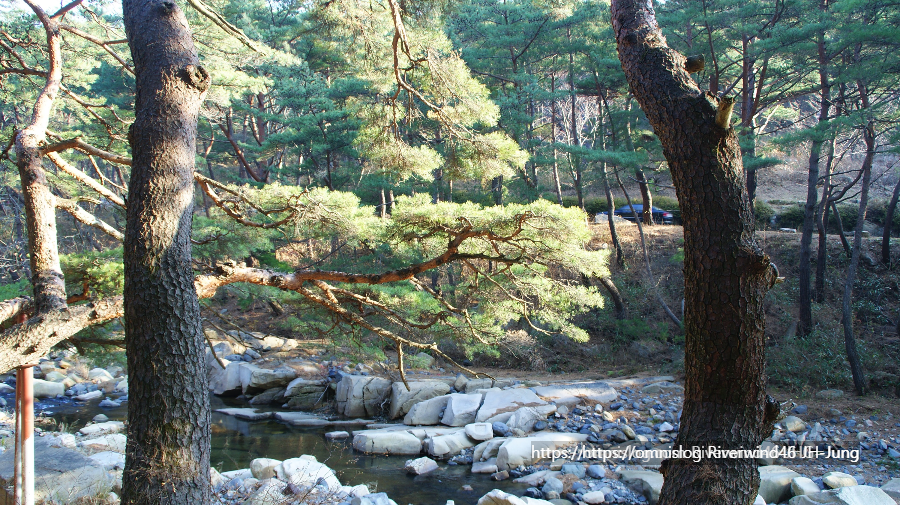솔밭사이로 강물은 흐르고 The River in the Pines