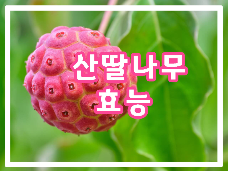 진한-분홍색-산딸나무-열매