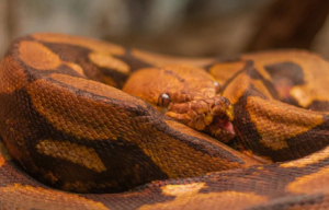 동물꿈,물건꿈,물꿈,구렁이,뱀꿈해몽 모음