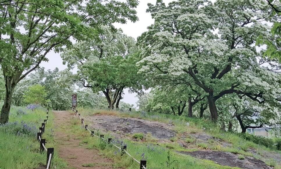 대구 달성 교항리 이팝나무 군락지