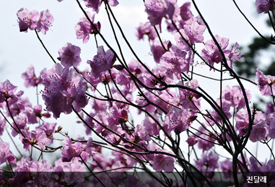 대전 한밭수목원 꽃구경