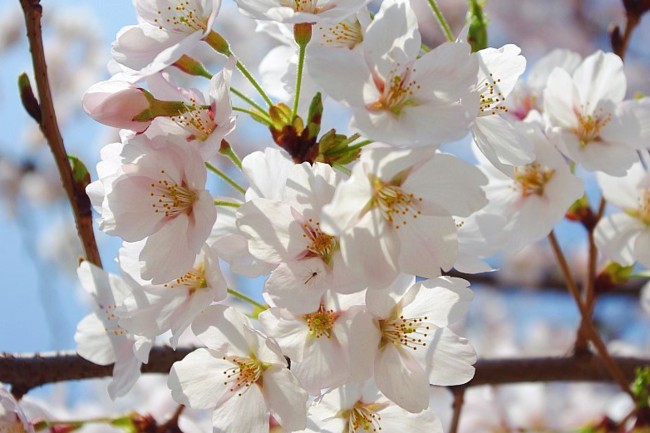 서울 숲 벚꽃 축제