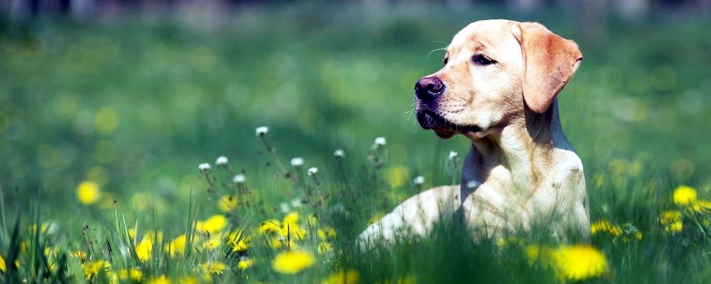 강아지 나이 알아보는 방법 14