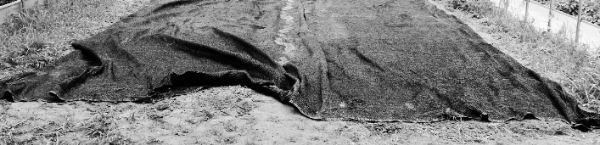 웃거름: 재배 기간 중 질소 40.6g, 칼리 21g씩 3회