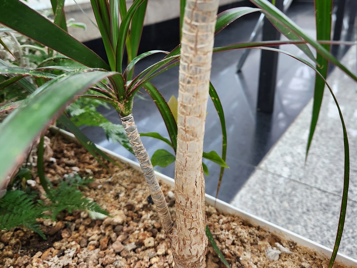 드라세나 마지나타