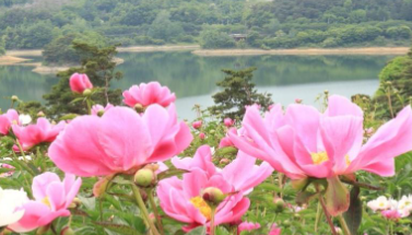 합천 핫들생태공원 작약꽃 축제