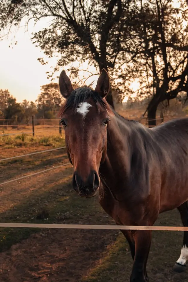 말꿈 해몽, 말나오는 태몽 해석