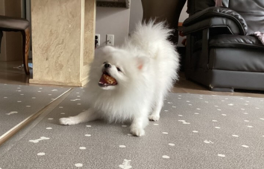 귤_먹는_강아지