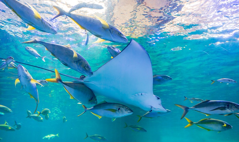 제주 동쪽 가볼만한곳 (아쿠아플라넷 제주)
