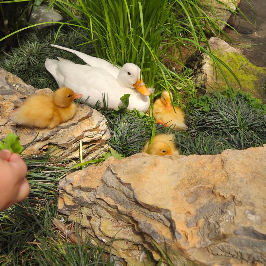 마이애니멀스토리