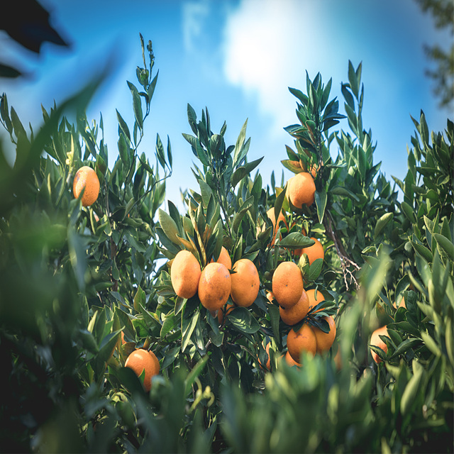 핑계고 아라찐빵