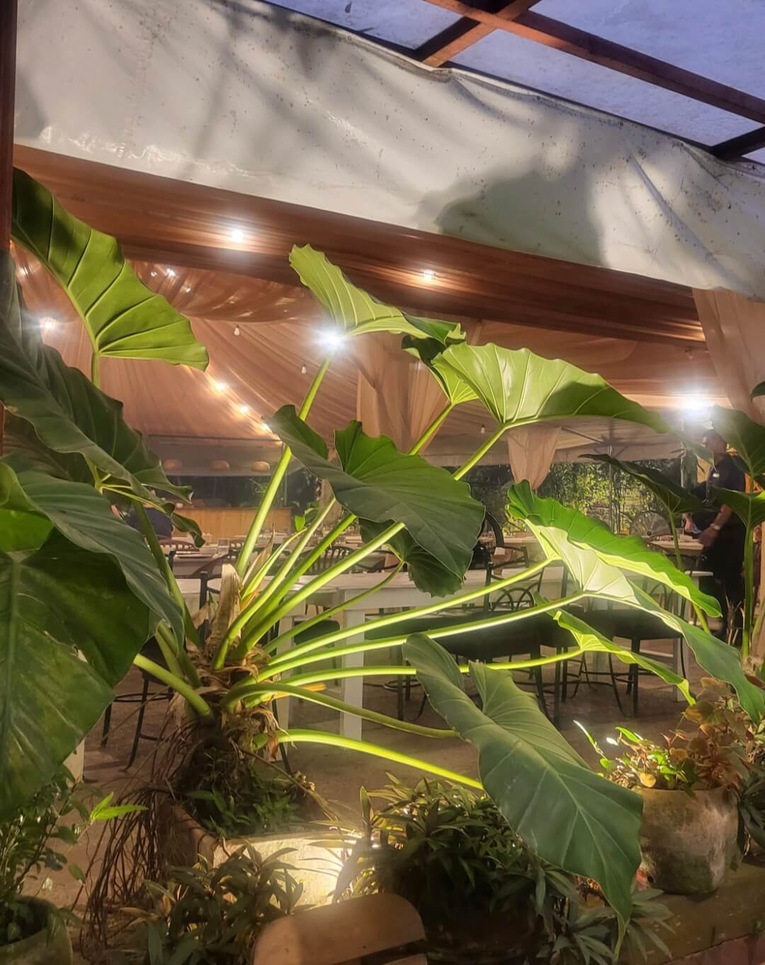 타가이타이 라임앤바질 레스토랑 전경