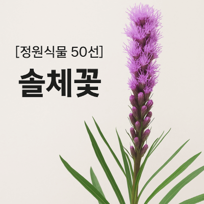 솔체꽃 : 보랏빛 불꽃처럼 정원을 수놓는 밀원식물