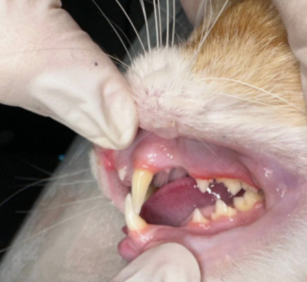 고양이 치아 스케일링