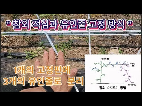 작물 순지르기 유인 기본 토마토 오이 가지 고추 수형관리_7