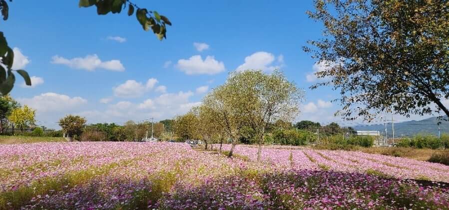 논산 탑정호&middot;돈암서원 코스모스 여행 코스 완벽 가이드 사진