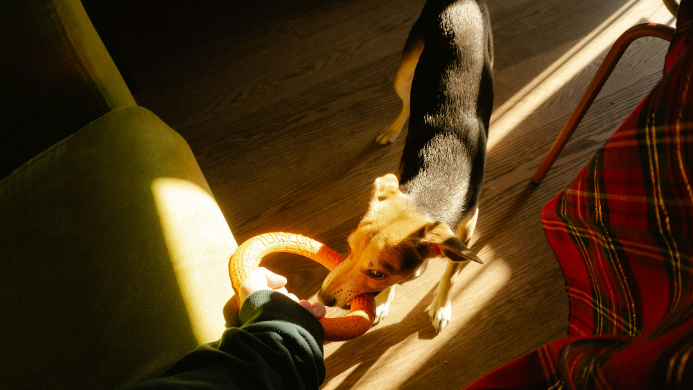 강아지 호흡곤란 증상에 대처하는 방법