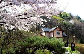 영덕 가볼만한곳 베스트10 - 칠보산 자연 휴양림