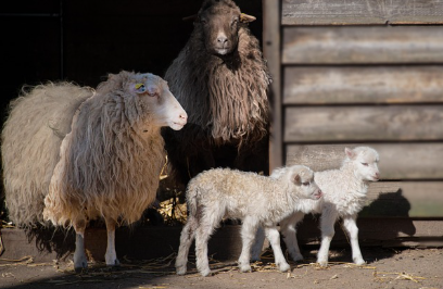 동물원에서 태어난 아기 동물, 어떻게 관리될까?