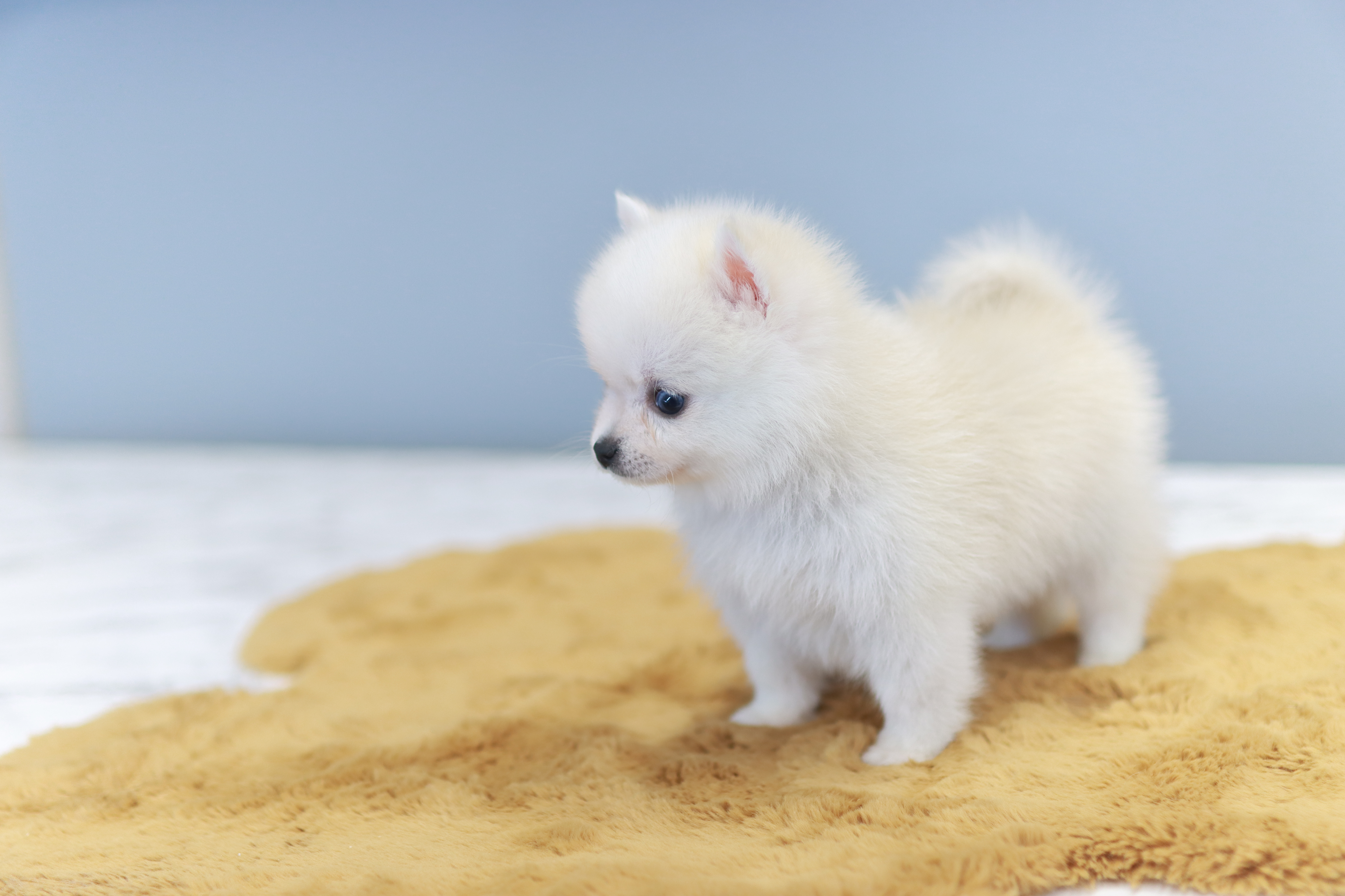 폼스키책임분양