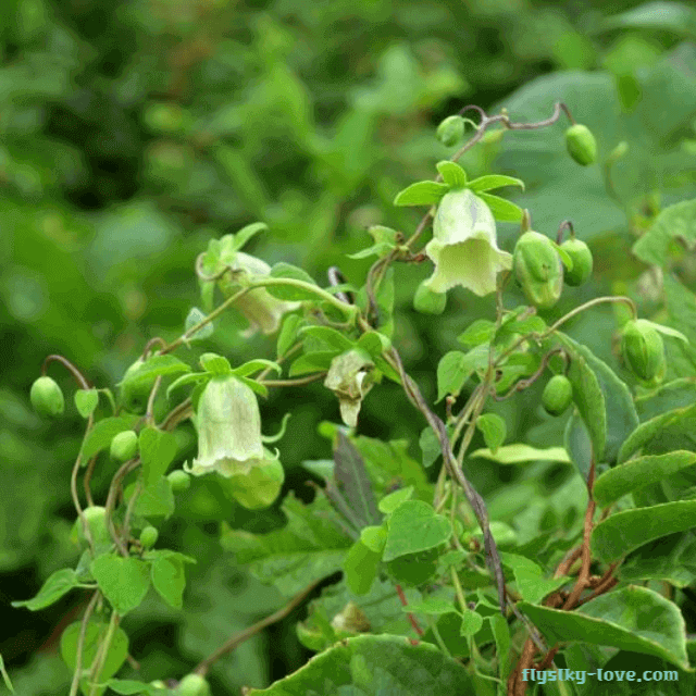 면역력 강화에 좋은 당삼