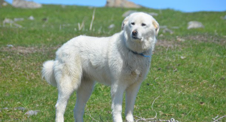 그레이트 피레니즈