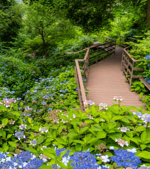화담숲 수국축제 일정 및 예약 안내