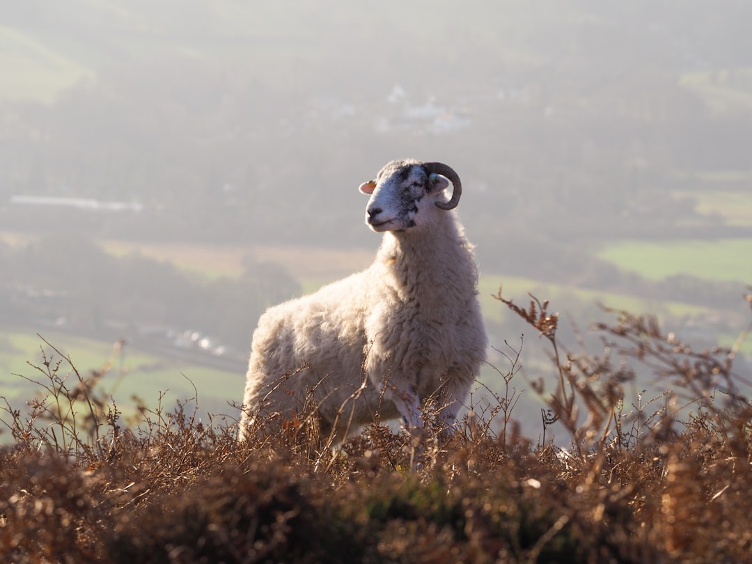 RAM