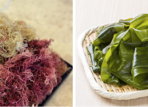 우뭇가사리 다시마 사진