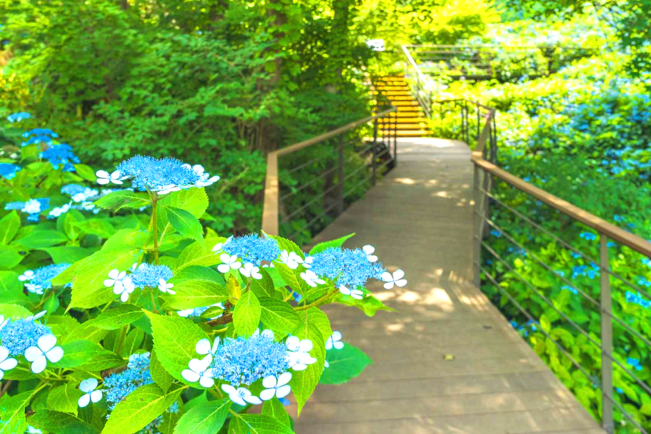 화담숲 수국축제