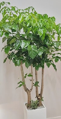 돈이 들어오는 식물