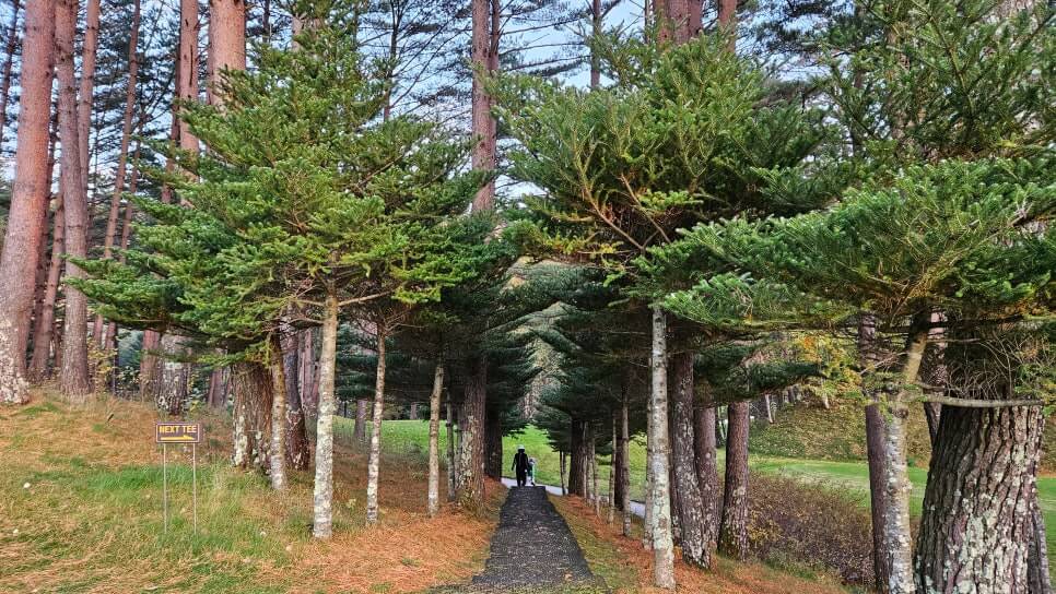 골프장 경험담 모나용평cc 해발 780m 청정 지역의 골프장 용평 리조트