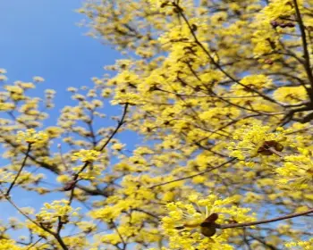 구례 산수유축제_27