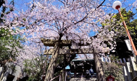 후쿠오카 아타고 신사의 벚꽃1