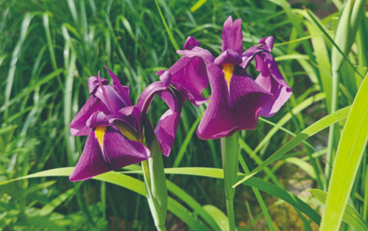 국립한국자생식물원