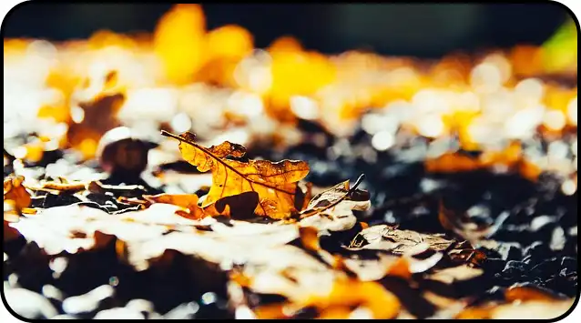 2024년 내장산 단풍절정시기