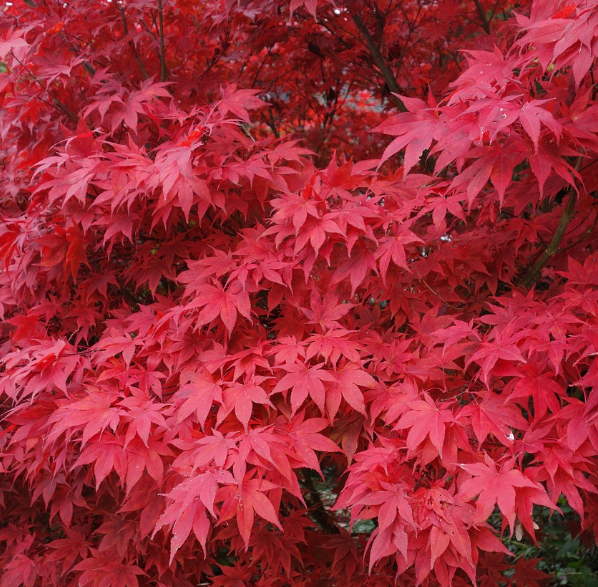 내장산 자연경관 사진