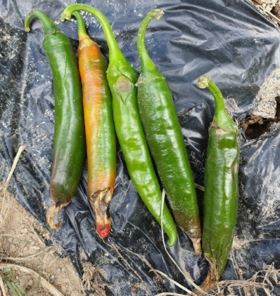 고추심기(고추 심는시기, 파종시기, 심는간격, 심는방법) 고추키우기 총정리!