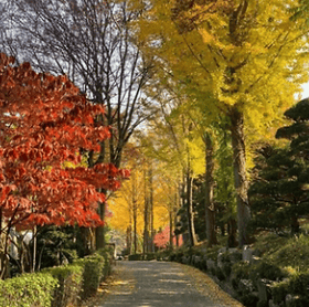 광양매화축제 주차장&amp;#44; 맛집&amp;#44; 입장료