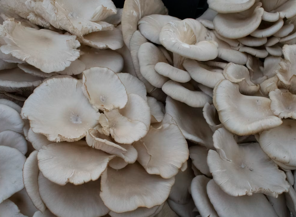 느타리버섯 개요